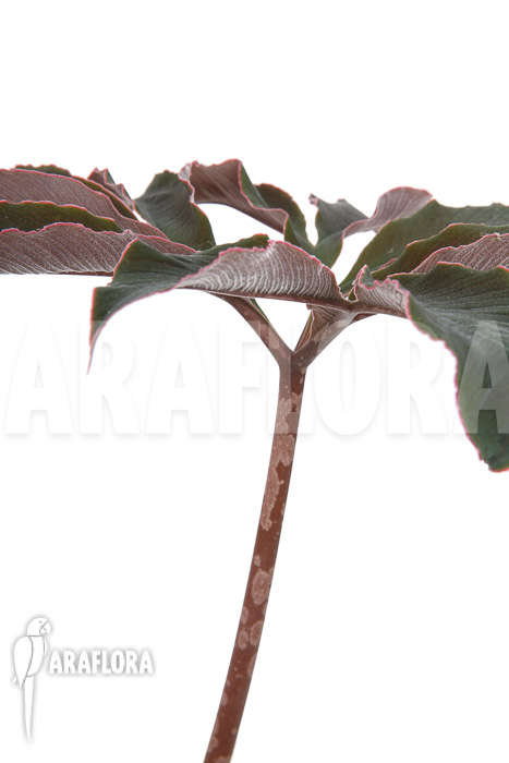 Amorphophallus atroviridis