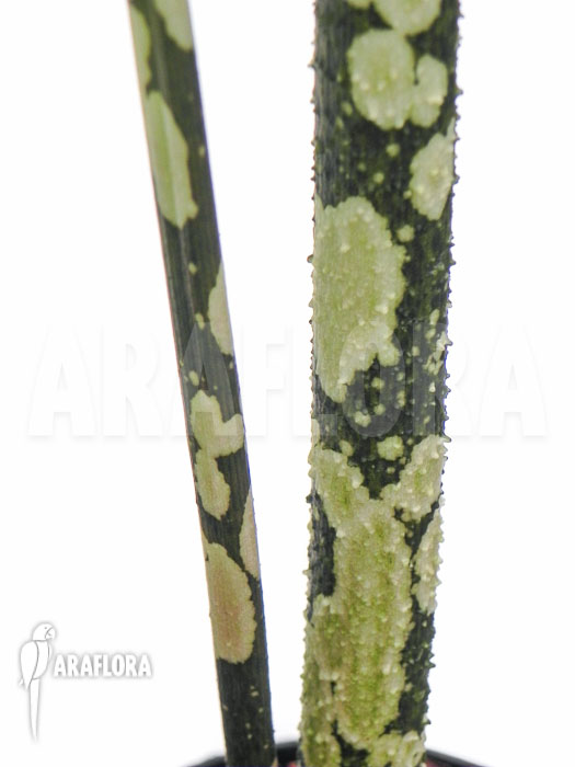 Amorphophallus paeoniifolius