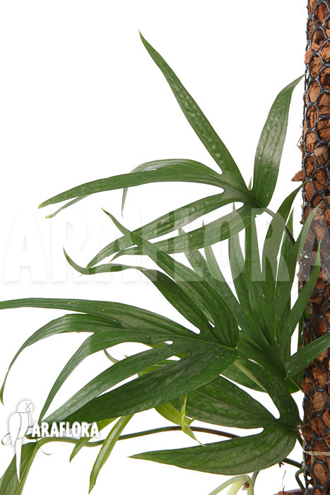 Amydrium zippelianum