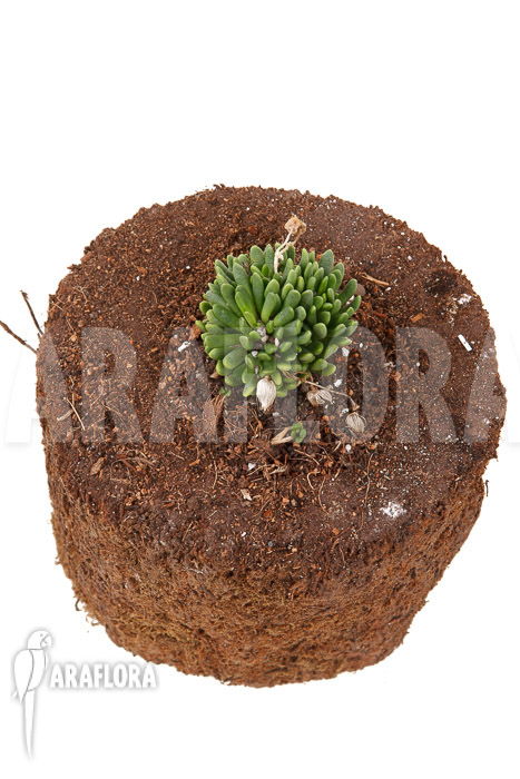 Anacamperos marlothii