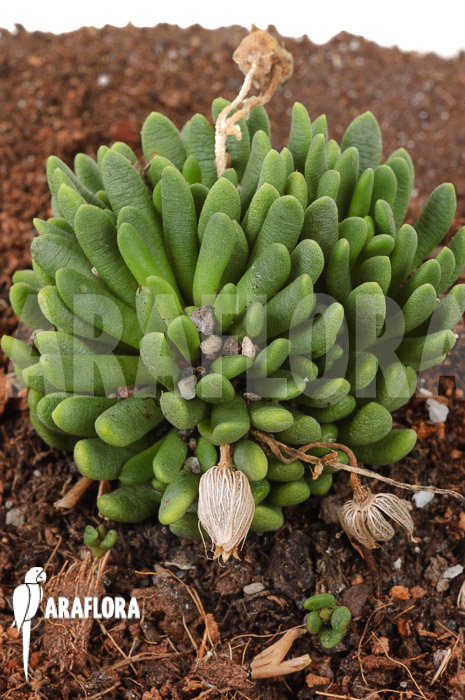 Anacamperos marlothii