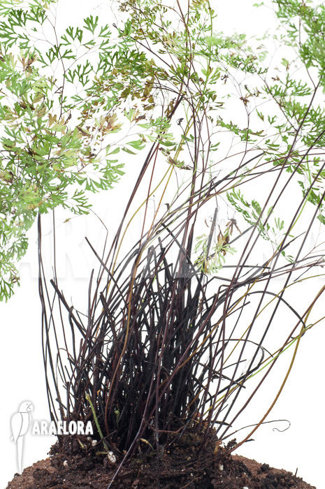 Anemia species tropical