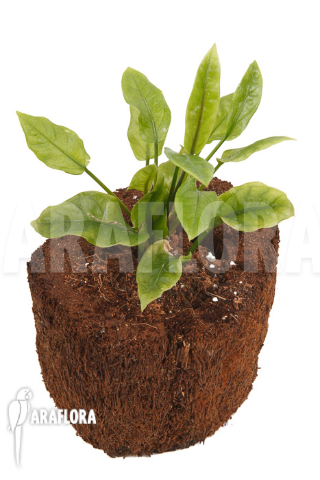 Anthurium Jungle Bush Dwarf ‘S’