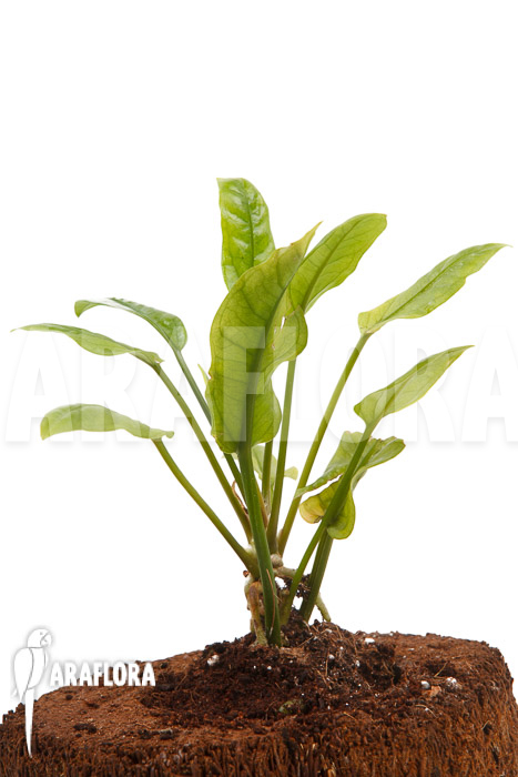 Anthurium Jungle Bush Dwarf ‘S’