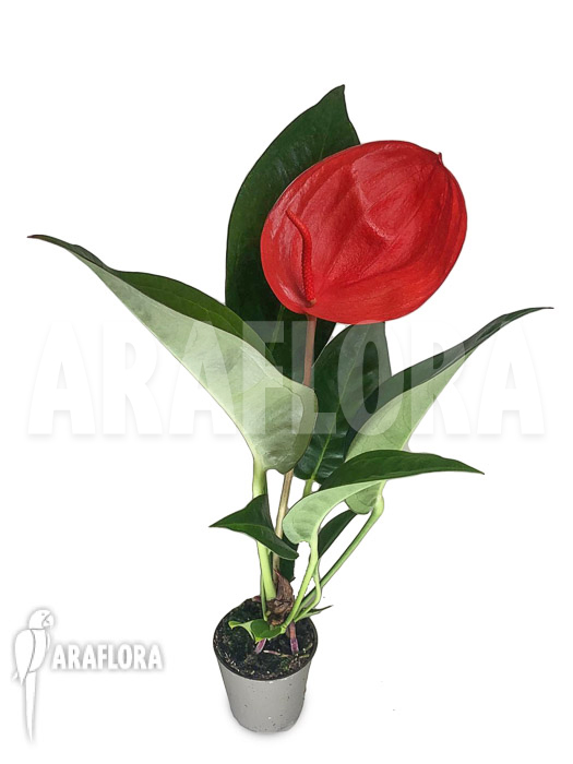 Anthurium ‘Red 175’