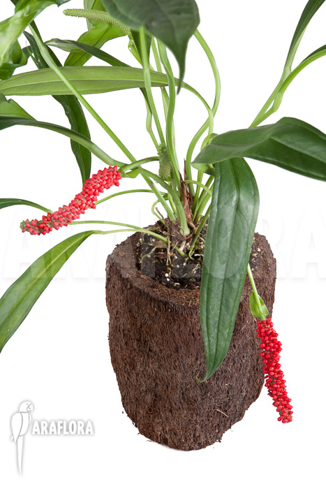 Anthurium bakkeri example flowering plant