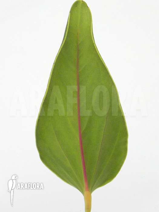 Anthurium caucanum