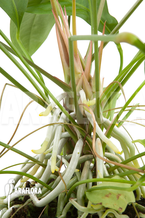 Anthurium gracile ‘Wide Leaf’