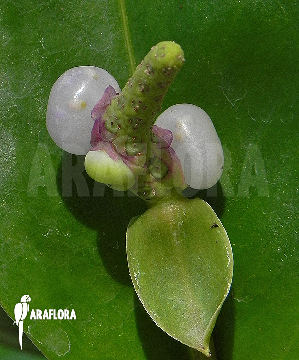 Anthurium-obtusum-S-6