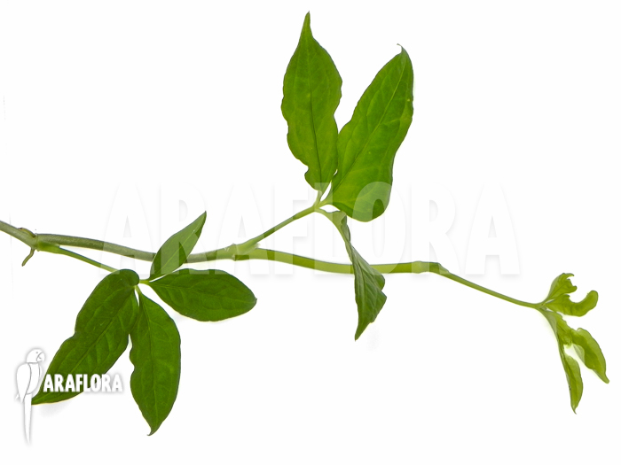 Anthurium pentaphyllum Costa Rica