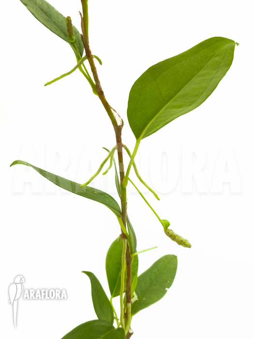 Anthurium scandens var pumila