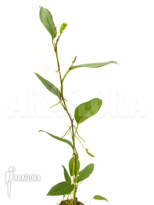 Anthurium scandens var. pumila ‘XL’