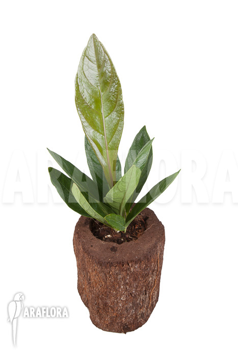 Anthurium sp Narrow