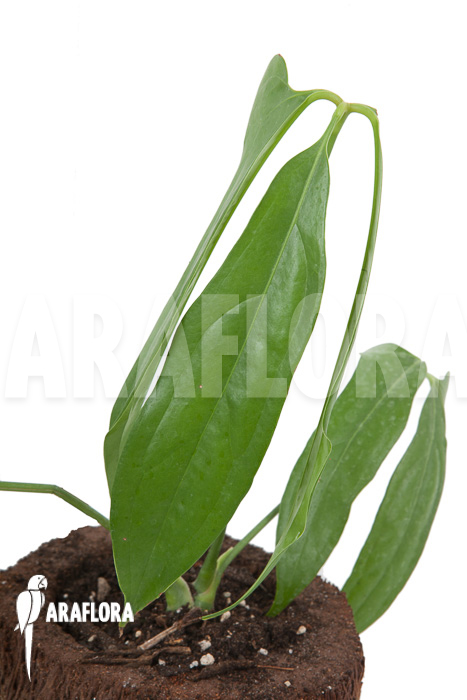 Anthurium species (Anthurium polydactylum)