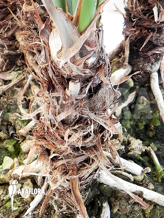 Anthurium species ‘Arrow’