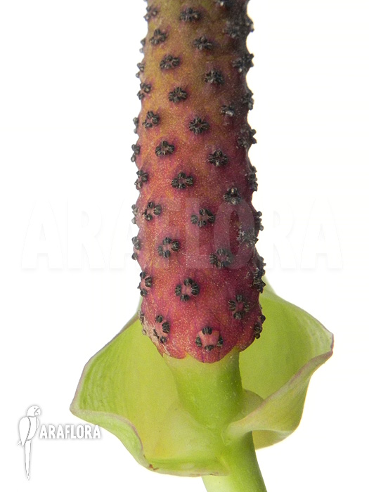 Anthurium species ‘Arrow’