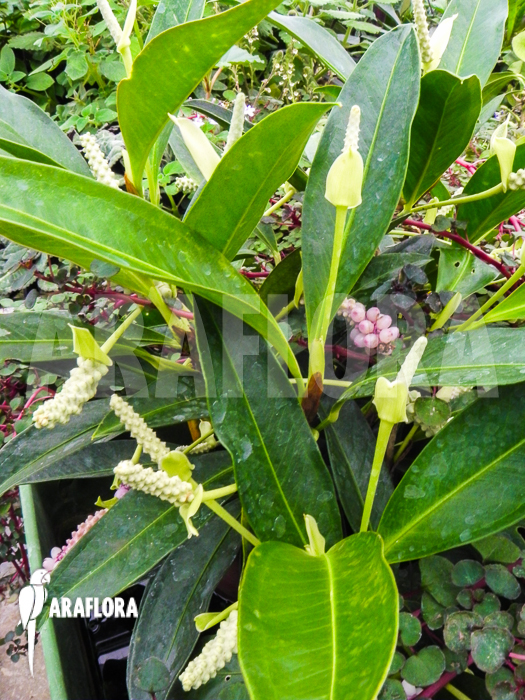 Anthurium obtusum ’trinerve’