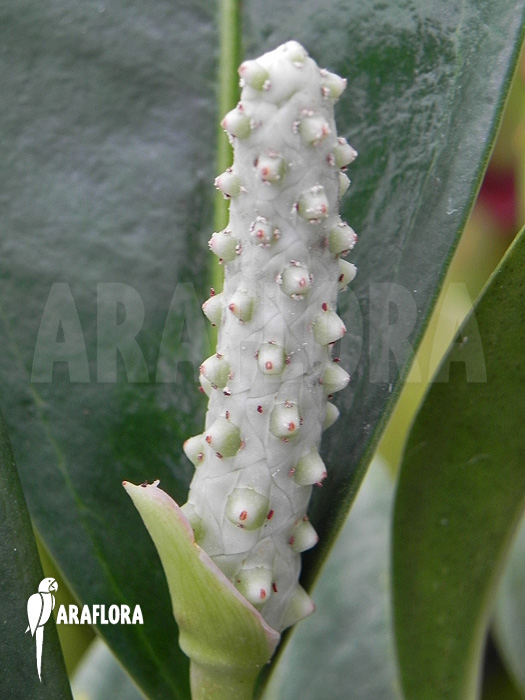 Anthurium obtusum ’trinerve’
