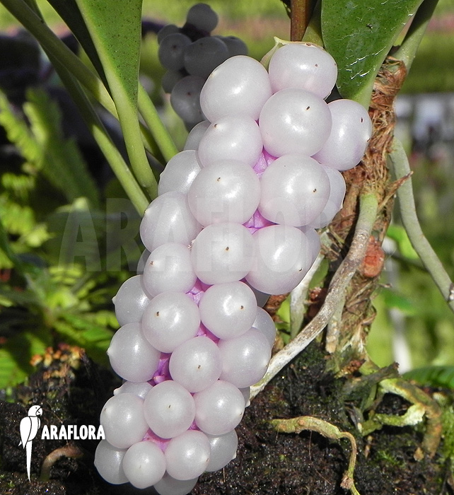Anthurium obtusum ’trinerve’