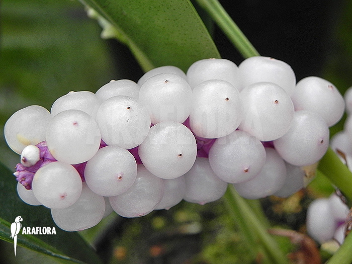 Anthurium obtusum ’trinerve’