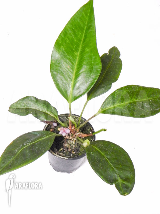 Anthurium obtusum ’trinerve’