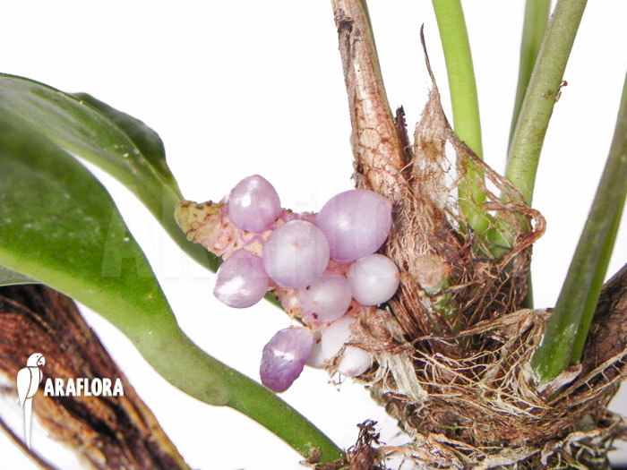 Anthurium obtusum ’trinerve’