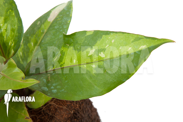 Anthurium variegated