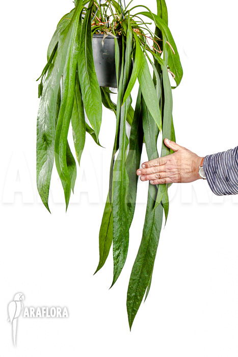 Anthurium vittarifolium “XL”