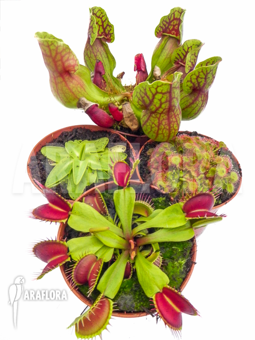 Araflora Carnivorous plant winter package