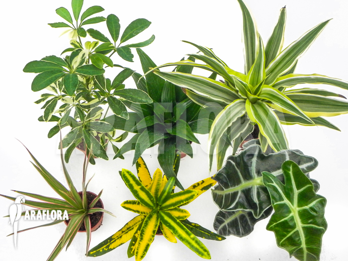 Araflora Easyplant Starter package