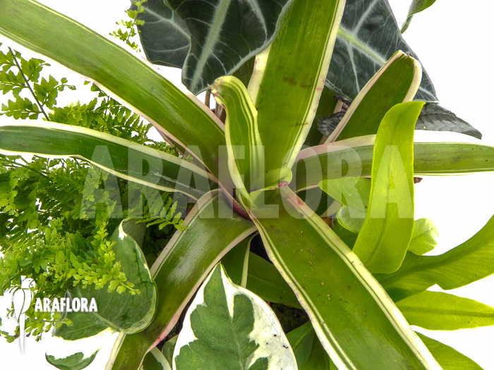 Araflora Terrarrium plant Starterpackage