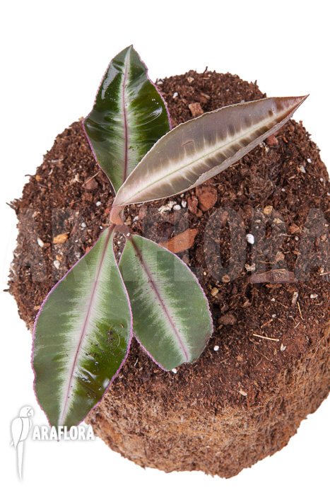 Ardisia sp Thailand’ Lined’