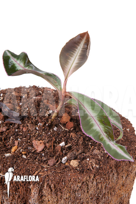 Ardisia sp Thailand’ Lined’