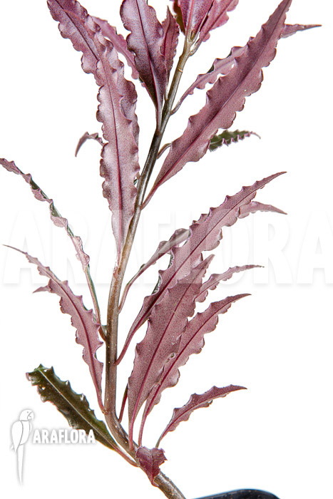 Ardisia sp ‘pink’