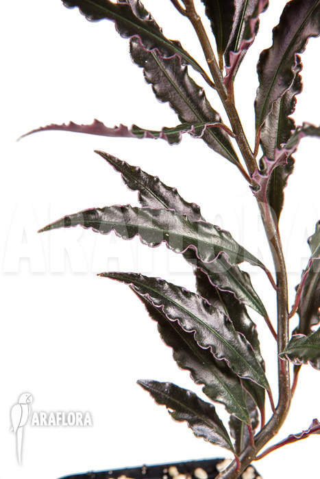 Ardisia sp ‘pink’