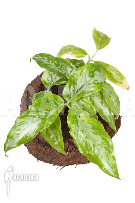 Arisaema filiforme ‘Borneo’