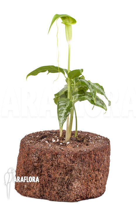 Arisaema filiforme ‘Borneo’