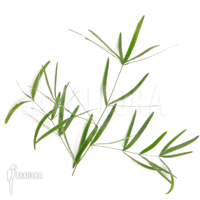 Asparagus densiflorus