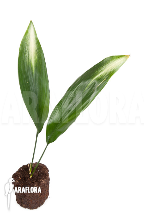Aspidistra eliator ‘S’