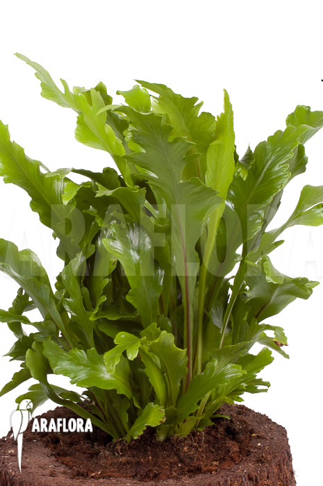 Asplenium nidus ‘Campio’