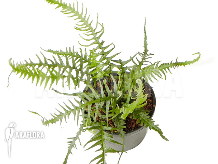 Asplenium x ebenoides