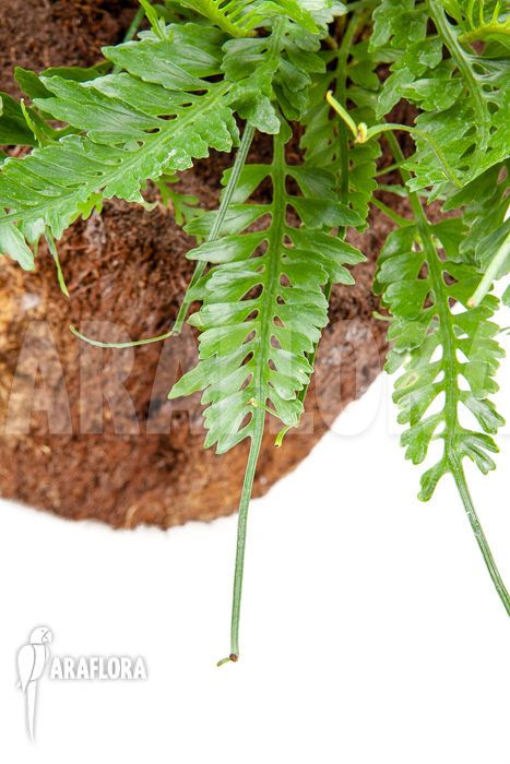 Asplenium x kenzoi L