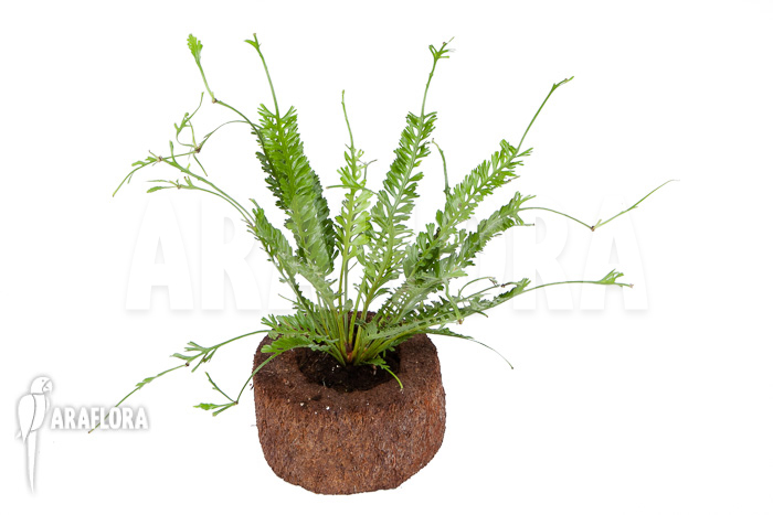 Asplenium x kenzoi  ‘M’