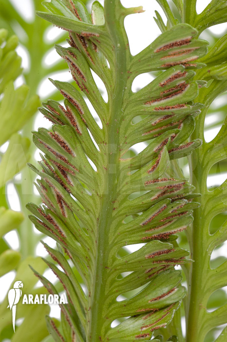 Asplenium x kenzoi  ‘M’