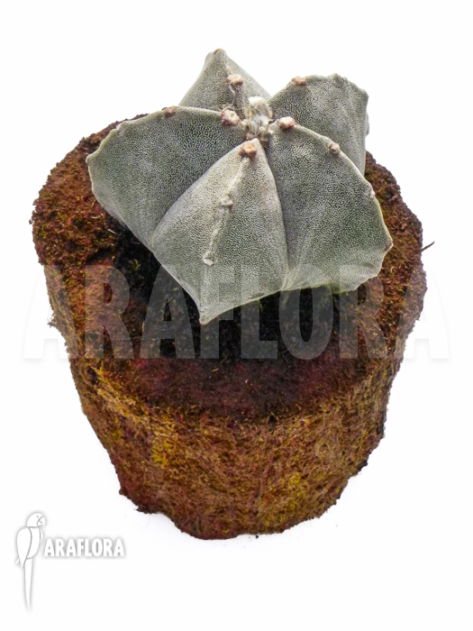Astrophytum myriostigma