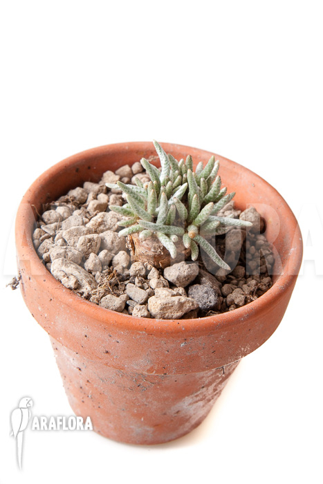 Avonia quinaria ‘S’