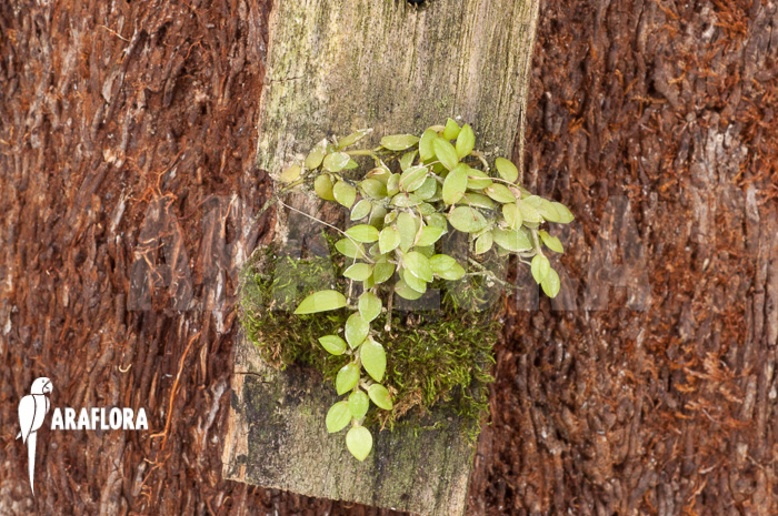 Barbosella gardneri ‘Starter’