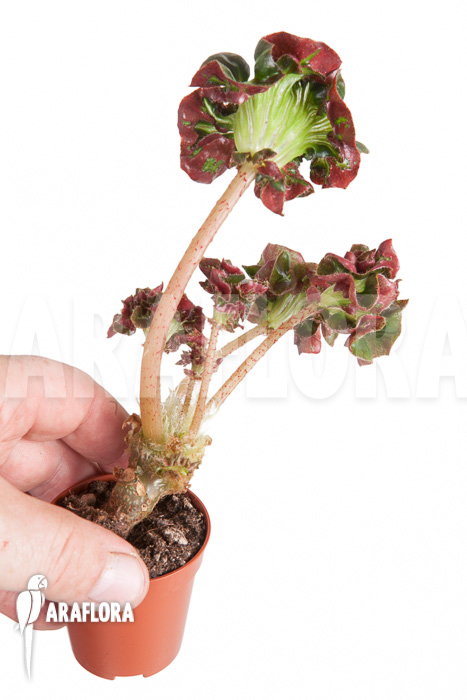 Begonia ‘Cathedral’ ‘Starter’