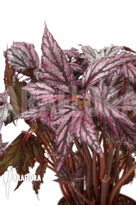 Begonia ‘Supernova’