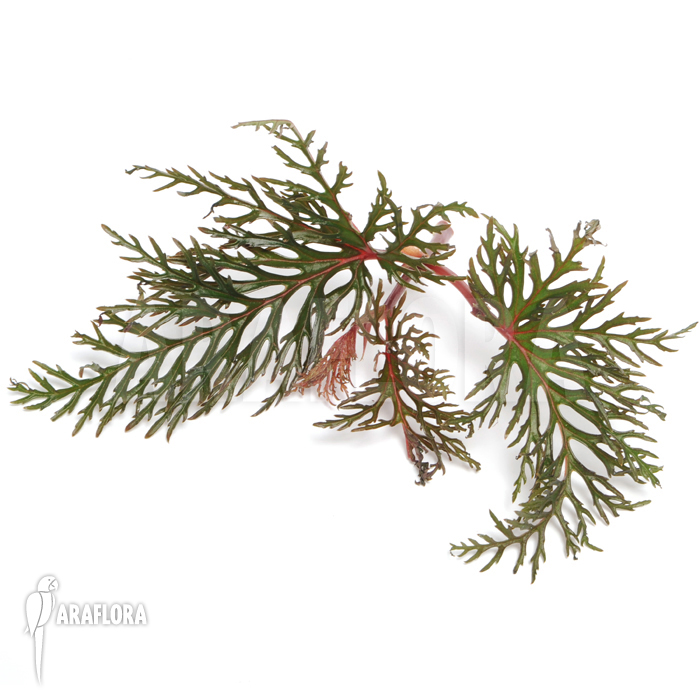 Begonia bipinnatifida adult